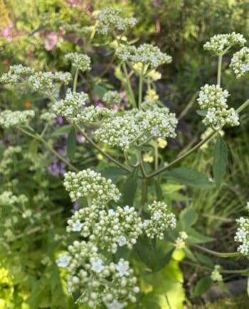 Patrinia villosa met luchtige gele bloemen boven frisgroen blad.