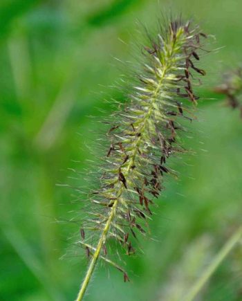 Lichtbruine bloeiaren van Pennisetum alopecuroides ‘Gelbstiel’