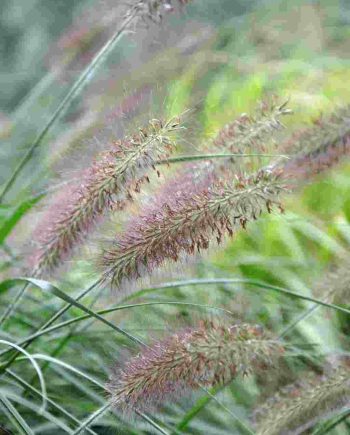 Zeer donkere bloeiaren van Pennisetum alopecuroides ‘Moudry’