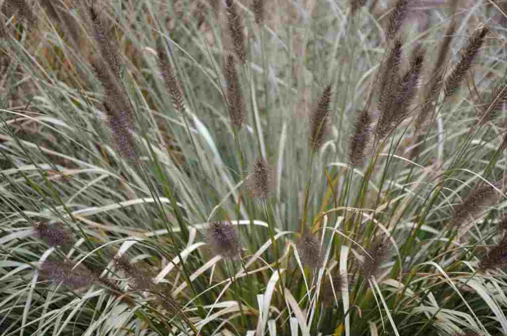 Pennisetum alopecuroides 'PLANTWERK'