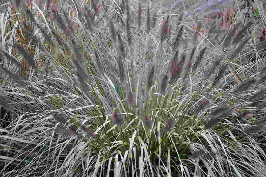 Pennisetum alopecuroides 'PLANTWERK'