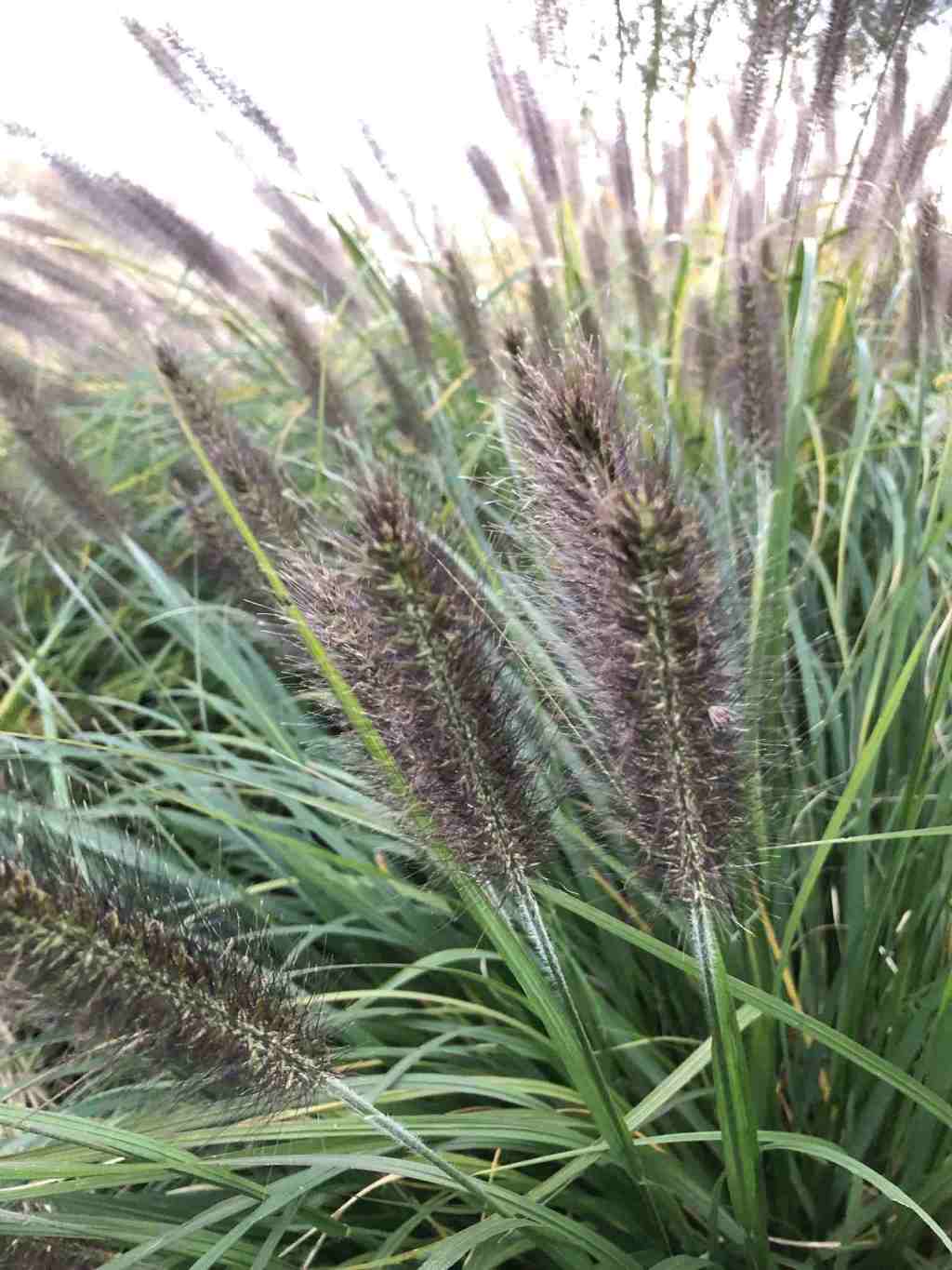 Zachte bloeiaren van Pennisetum alopecuroides ‘PLANTWERK’