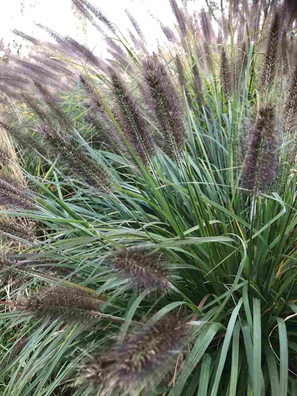 Pennisetum alopecuroides 'PLANTWERK'