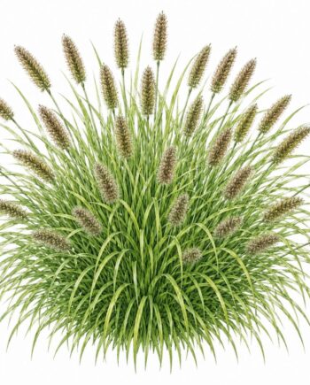 Pennisetum alopecuroides var. viridescens