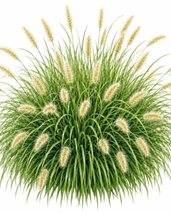 Pennisetum alopecuroides 'Hameln'