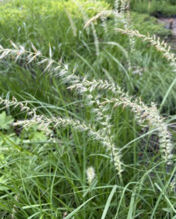 Pennisetum orientale 'Fairy Tails' met sierlijke lichtroze bloempluimen in bloei.