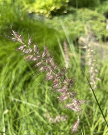 Pennisetum orientale 'Flamingo' met sierlijke zachtroze bloempluimen boven smal overhangend blad.