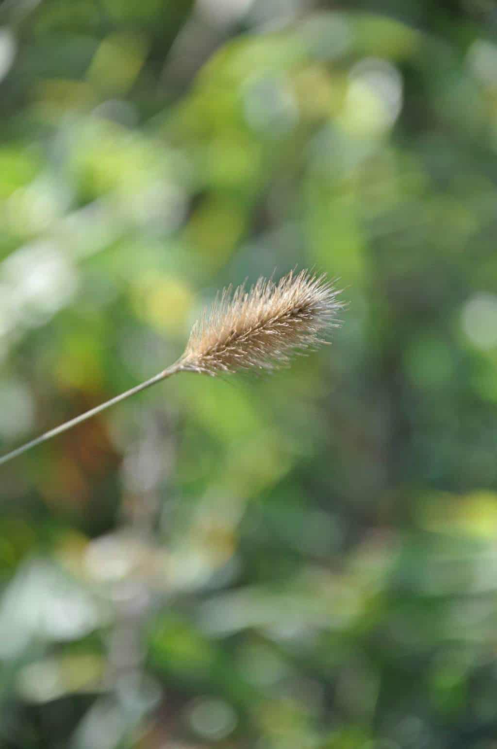 Donker roodbruine bloeiaren van Pennisetum thunbergii ‘Red Buttons’
