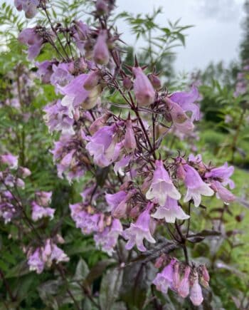 Detail van lichtroze bloemen van Penstemon digitalis Pocahontas