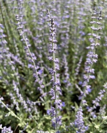 Perovskia atriplicifolia 'Prime Time' met zilvergrijs blad en lavendelblauwe bloempluimen.