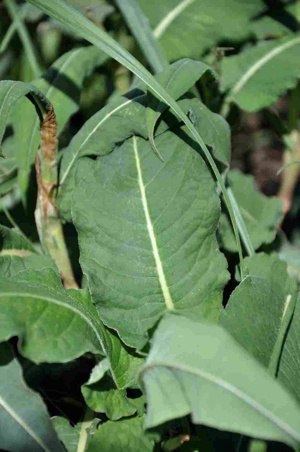 Persicaria amplexicaulis 'Blackfield'