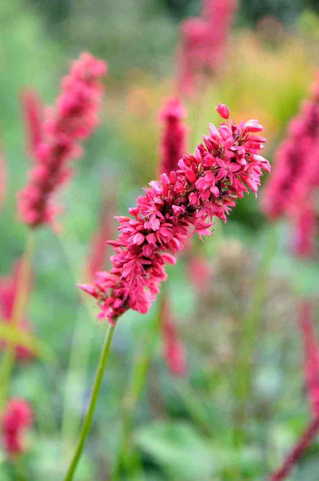 Rode bloei van Persicaria amplexicaulis ‘Fat Domino’