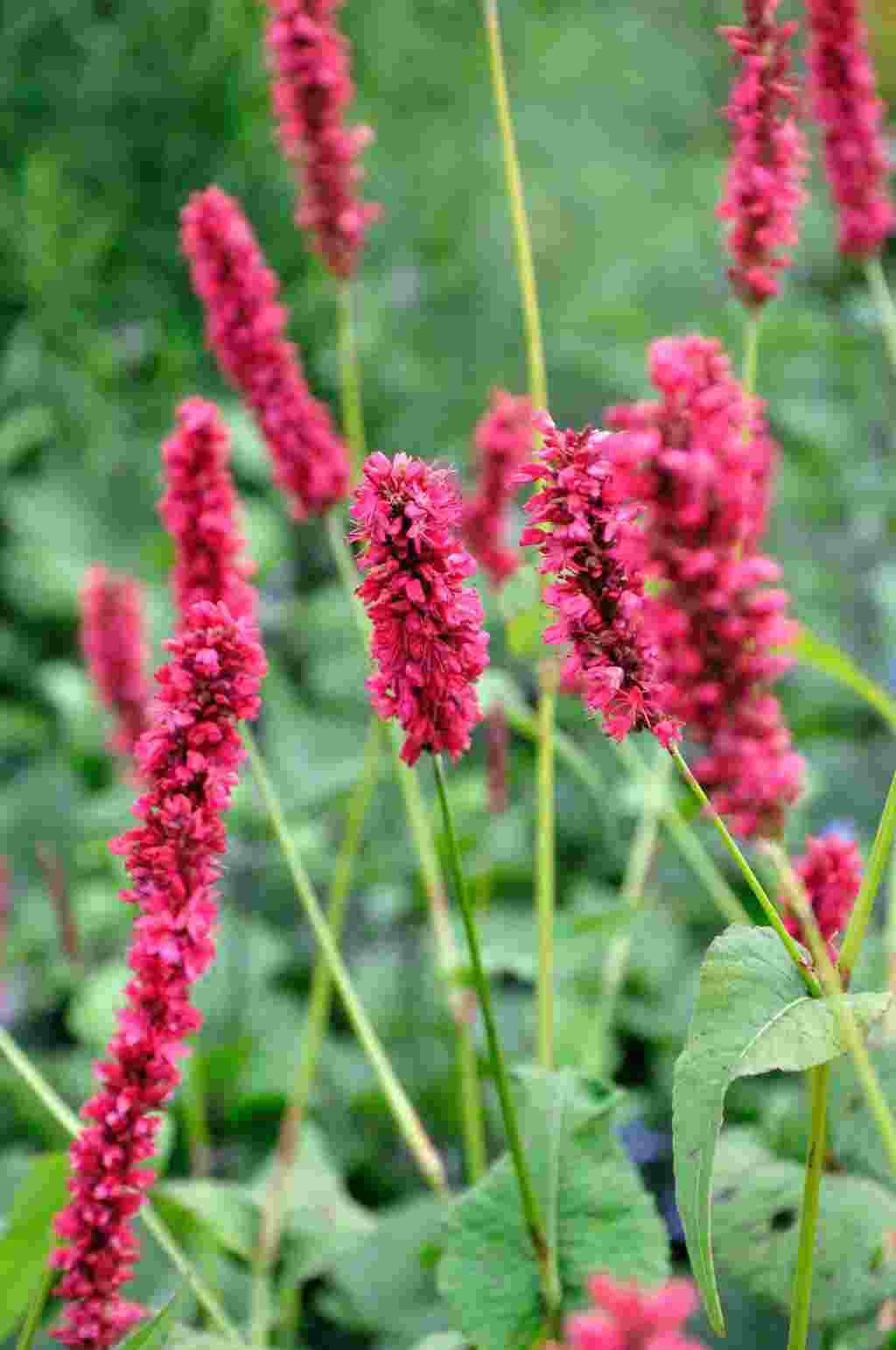 Persicaria amplexicaulis 'Fat Domino'
