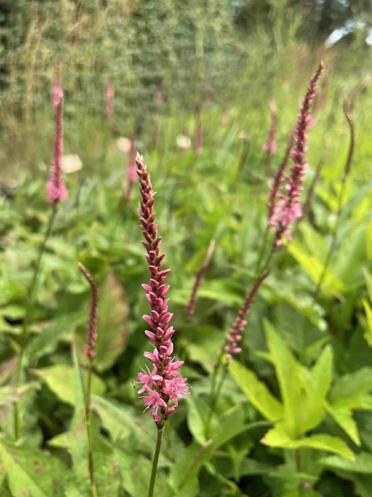 Persicaria amplexicaulis 'Flamingo Feathers'