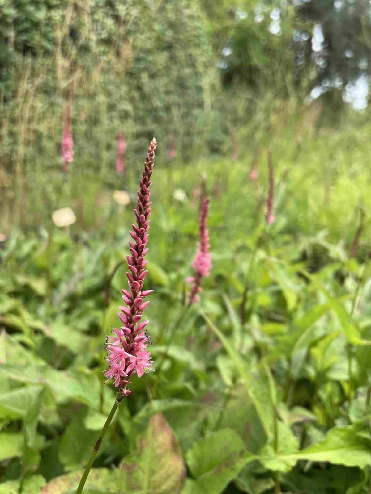 Persicaria amplexicaulis 'Flamingo Feathers'