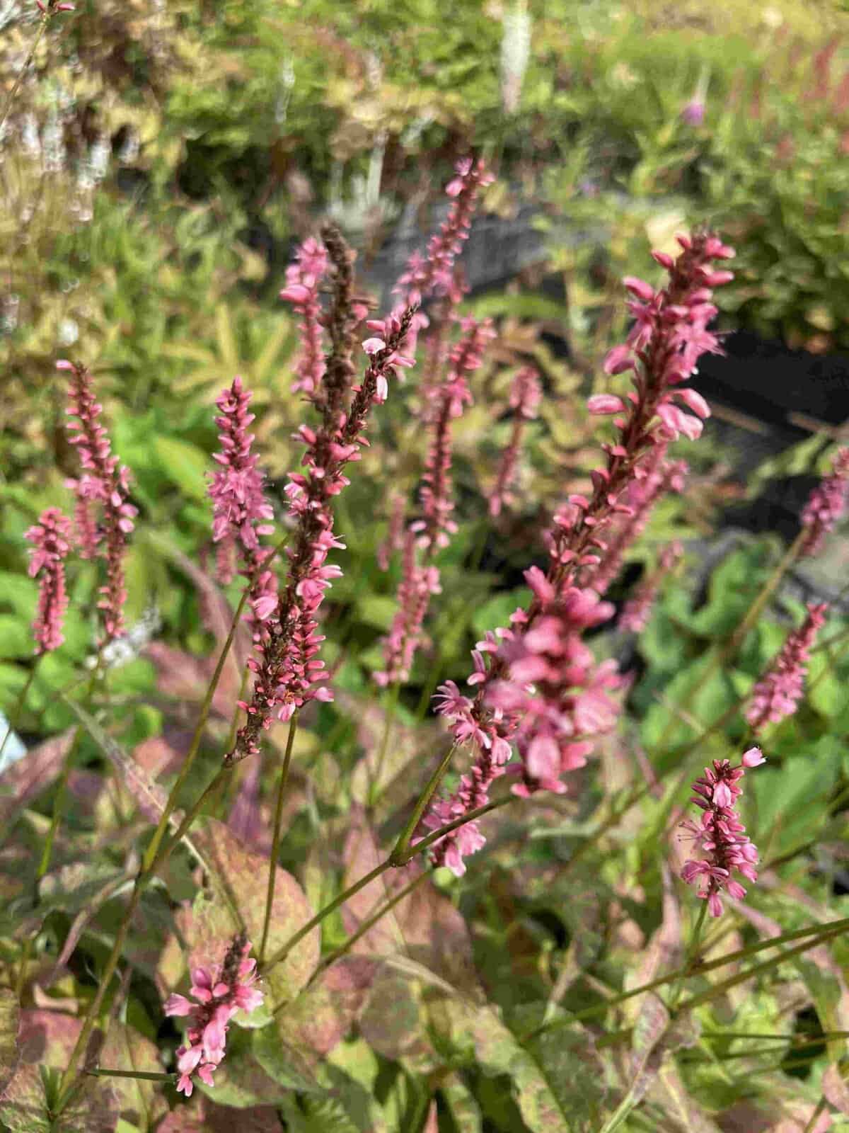 Zachtroze bloei van Persicaria amplexicaulis ‘Flamingo Feathers’