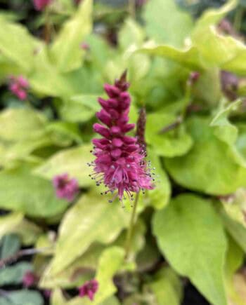 Geelgroen blad en roze bloei van Persicaria amplexicaulis ‘Golden Arrow’