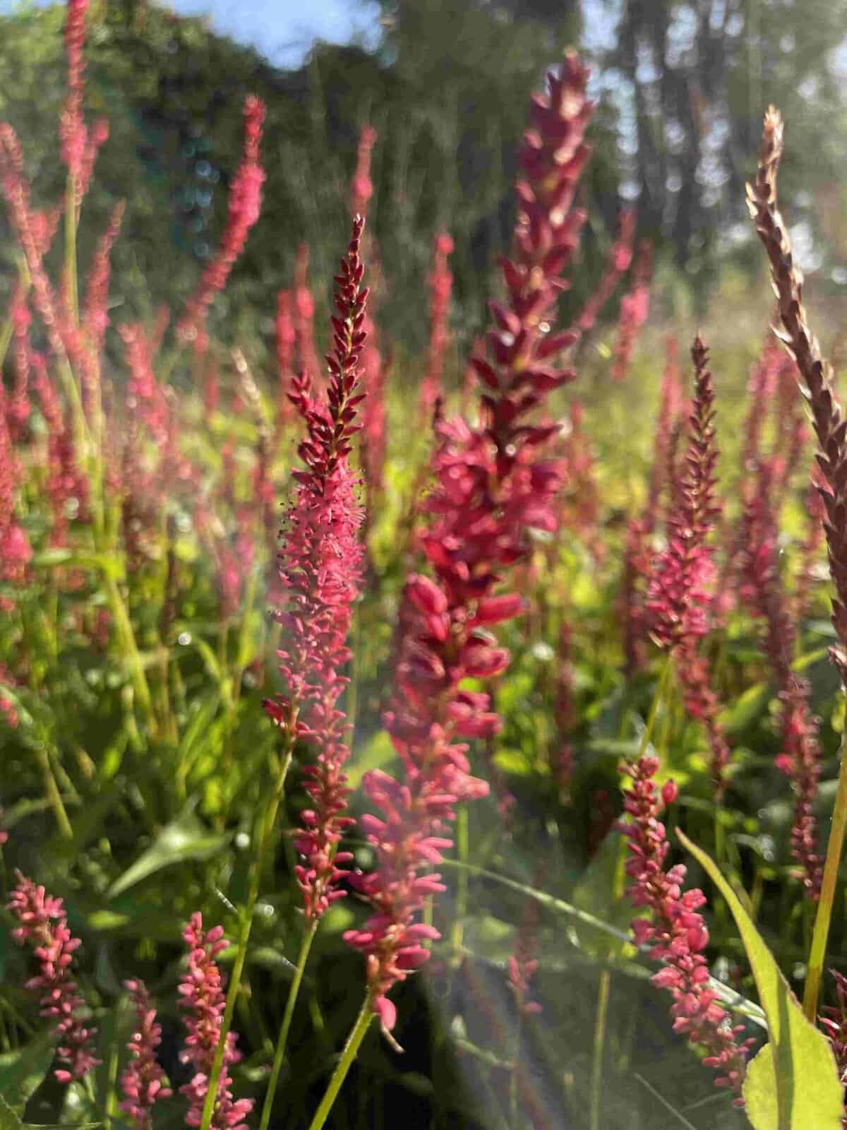 Warmroze bloei van Persicaria amplexicaulis ‘Orange Field’