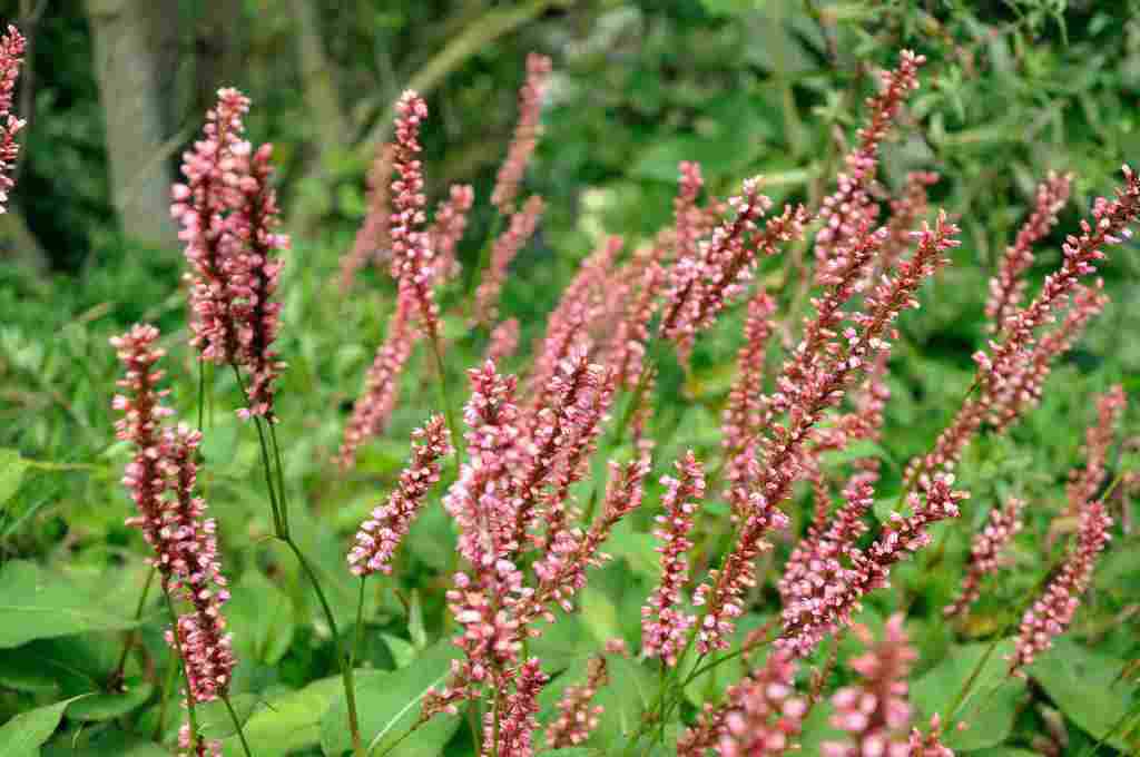 Persicaria amplexicaulis 'Orange Field'