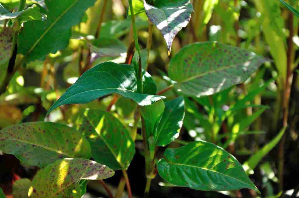 Persicaria amplexicaulis 'Taurus'