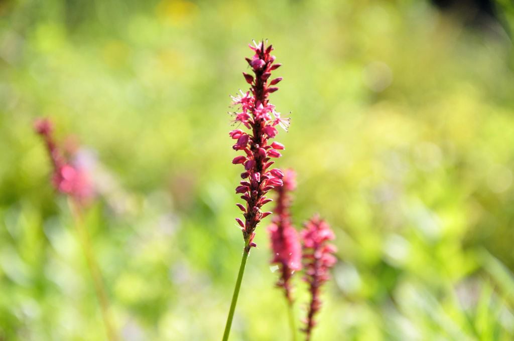 Dieproze bloei van Persicaria amplexicaulis ‘Taurus’