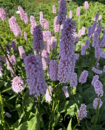 Persicaria bistorta Superba met roze bloemaren in rijke bloei
