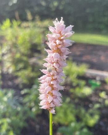 Persicaria bistorta met roze bloemaren boven frisgroen blad
