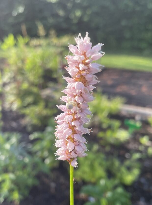 Persicaria bistorta met roze bloemaren boven frisgroen blad