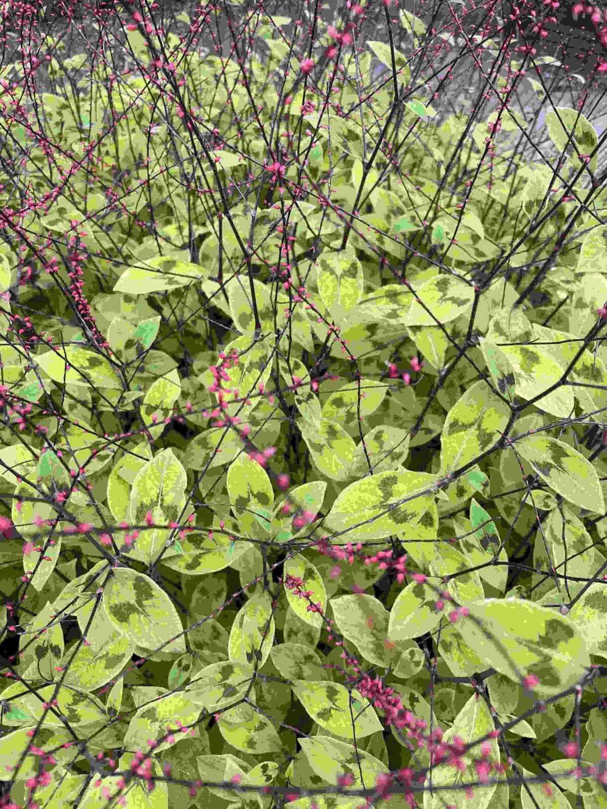 Persicaria filiformis