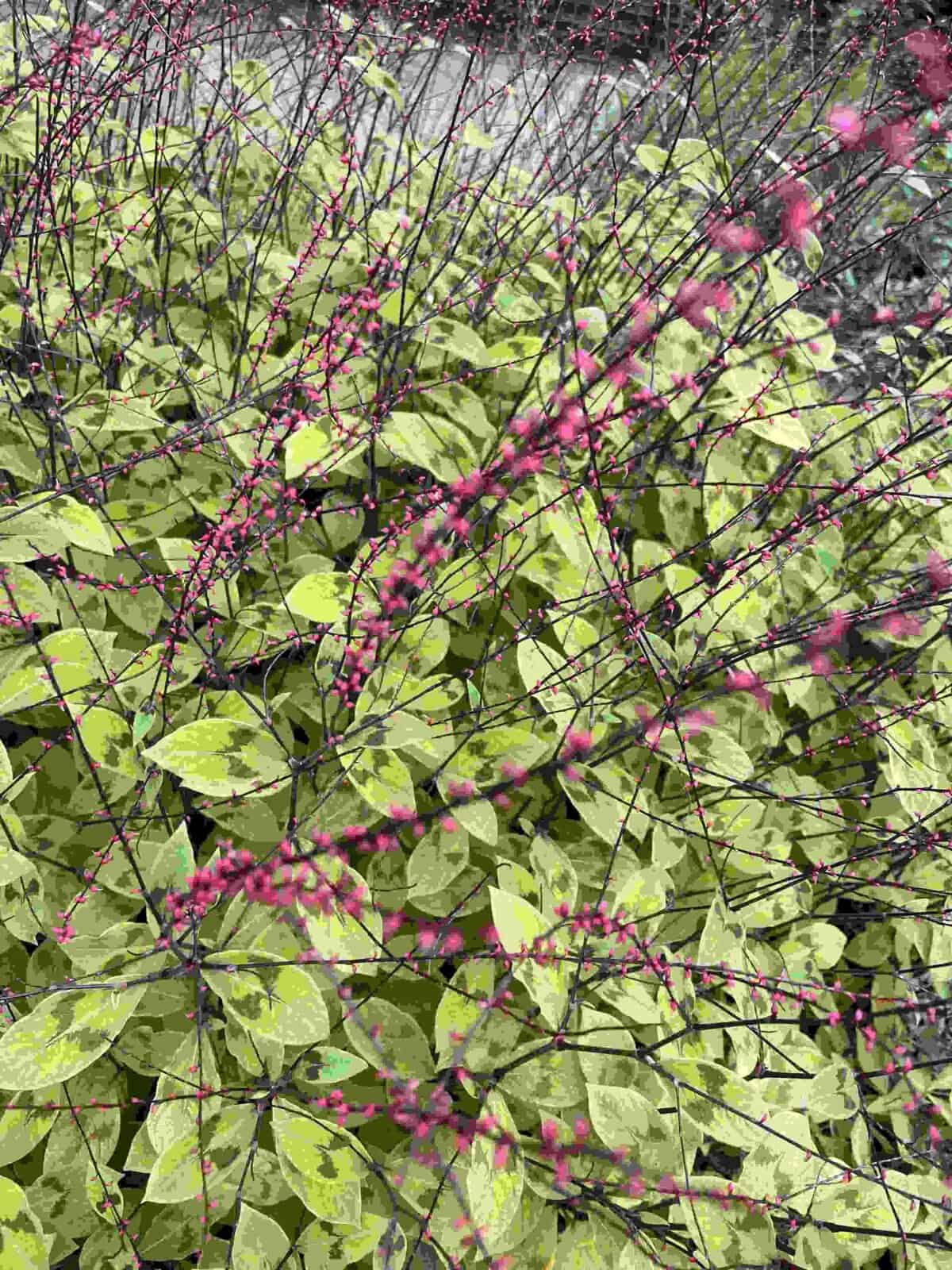Roze bloei van Persicaria filiformis