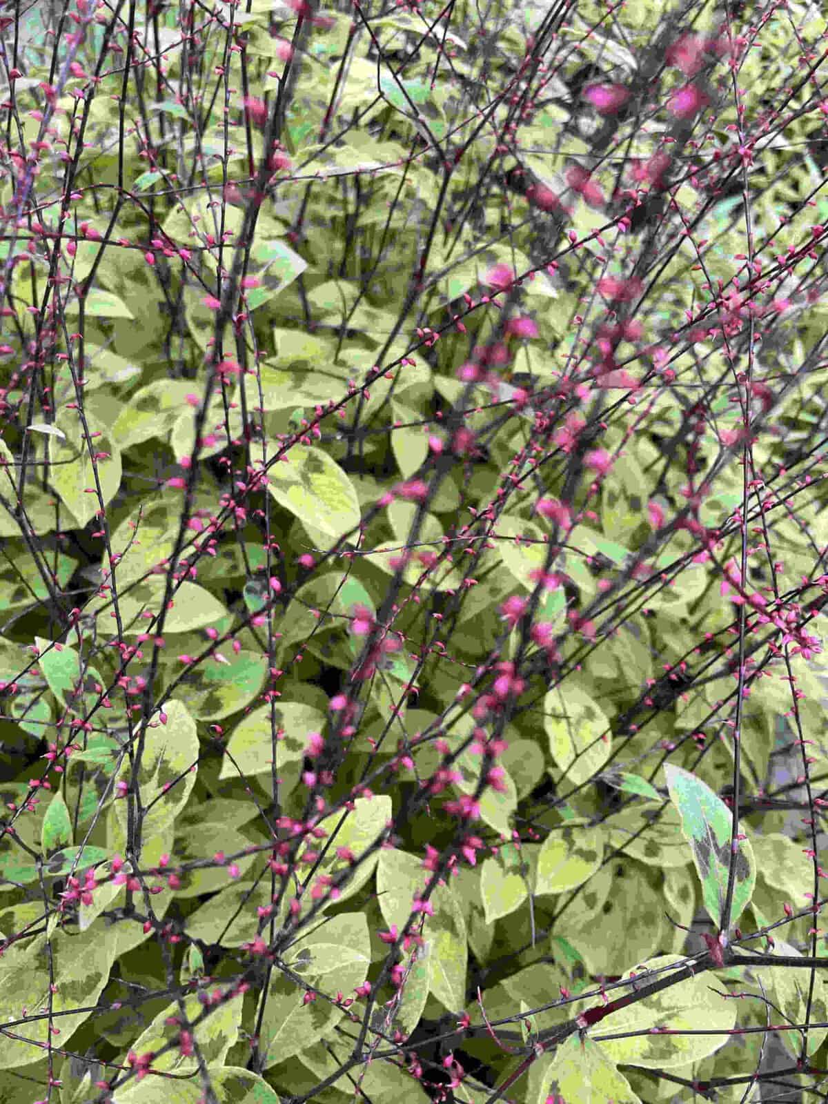 Persicaria filiformis