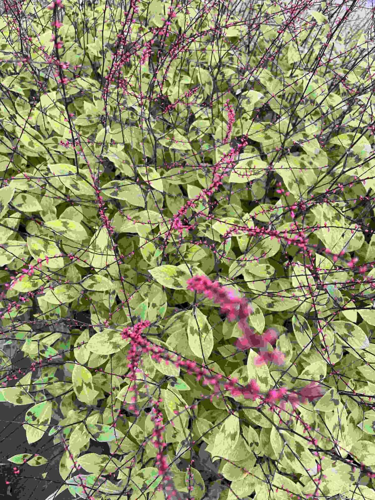 Persicaria filiformis