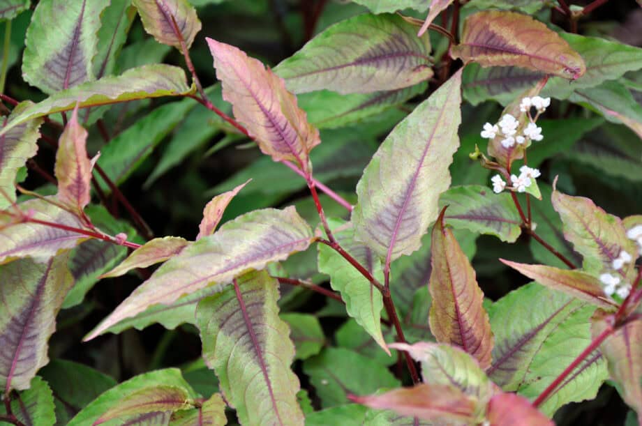 Persicaria microcephala 'Red Dragon'