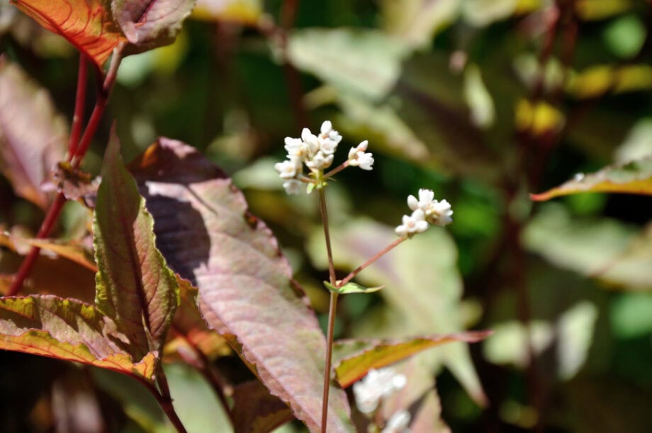 Persicaria microcephala 'Red Dragon'