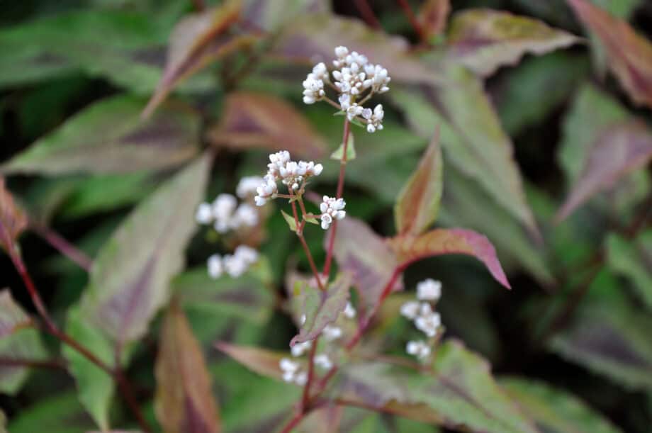 Persicaria microcephala 'Red Dragon'
