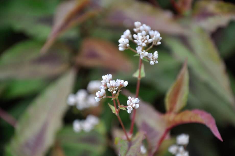 Persicaria microcephala 'Red Dragon'