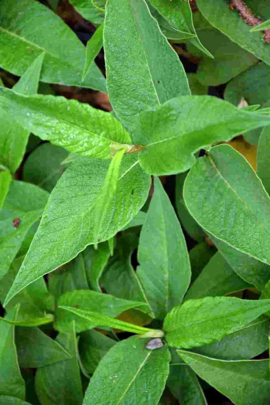 Persicaria polymorpha