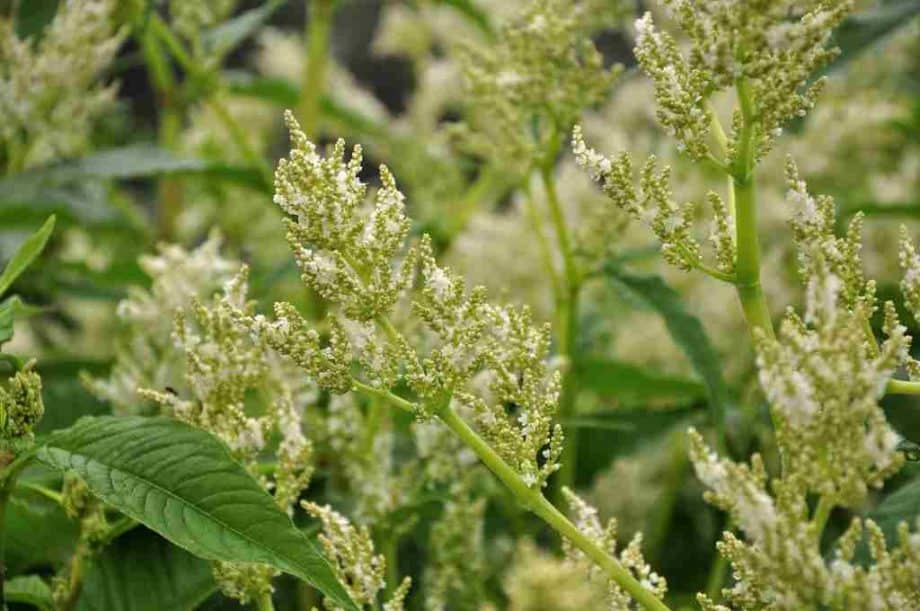 Persicaria polymorpha