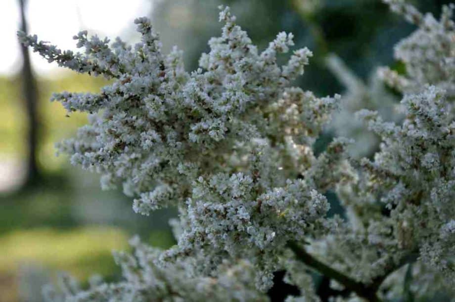 Witte bloemen van Persicaria polymorpha