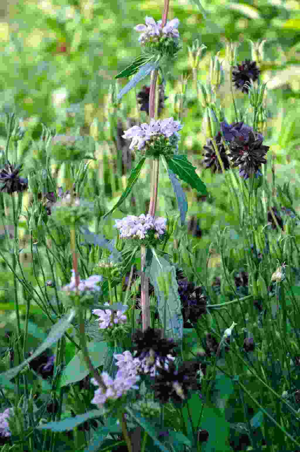 Phlomis macrophylla