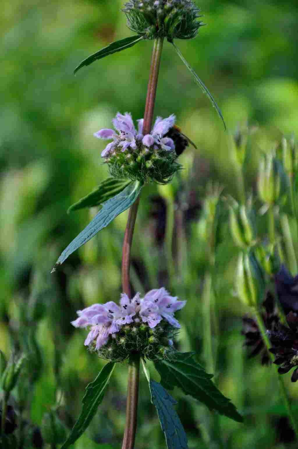 Etagebloei van Phlomis macrophylla
