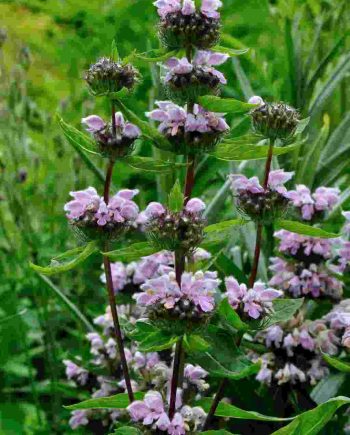 Etagebloei van Phlomis maximowiczii