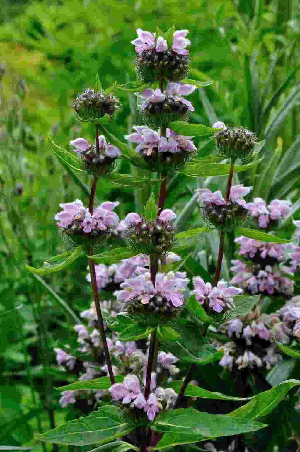 Etagebloei van Phlomis maximowiczii