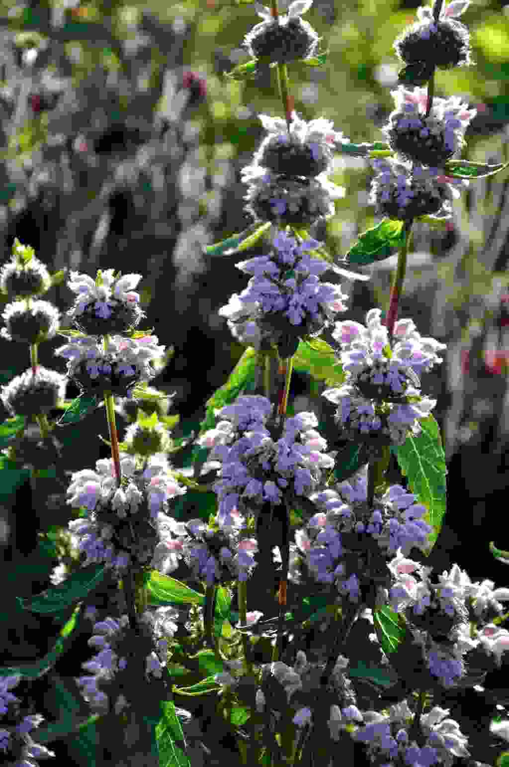 Phlomis maxcimowicii