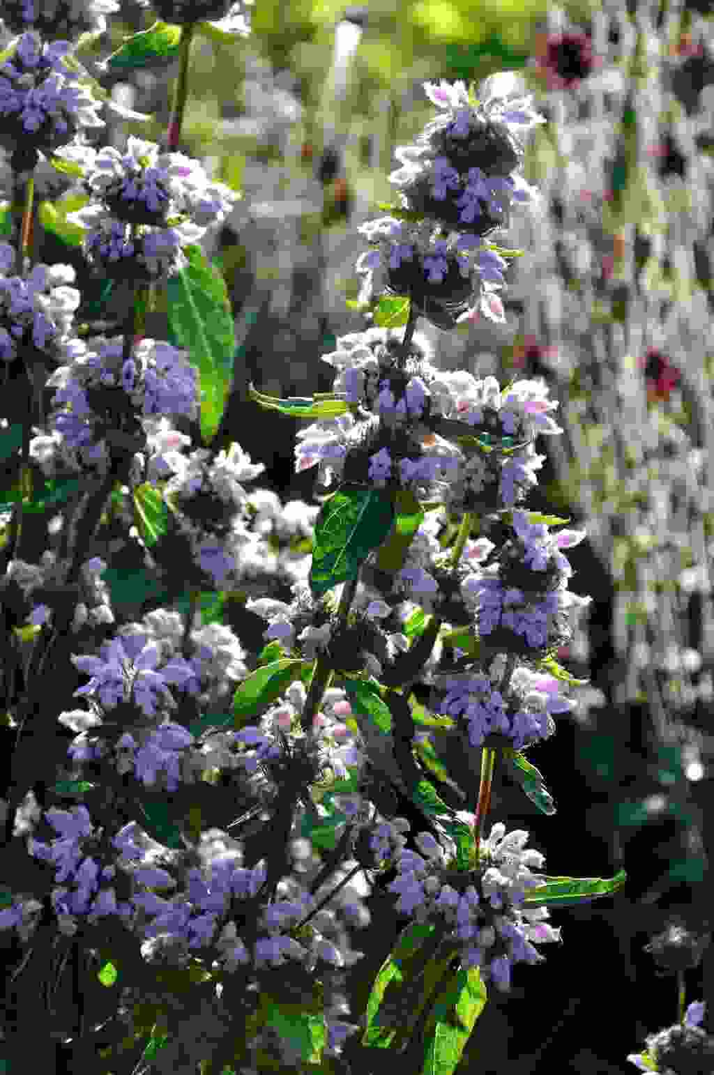 Phlomis maxcimowicii