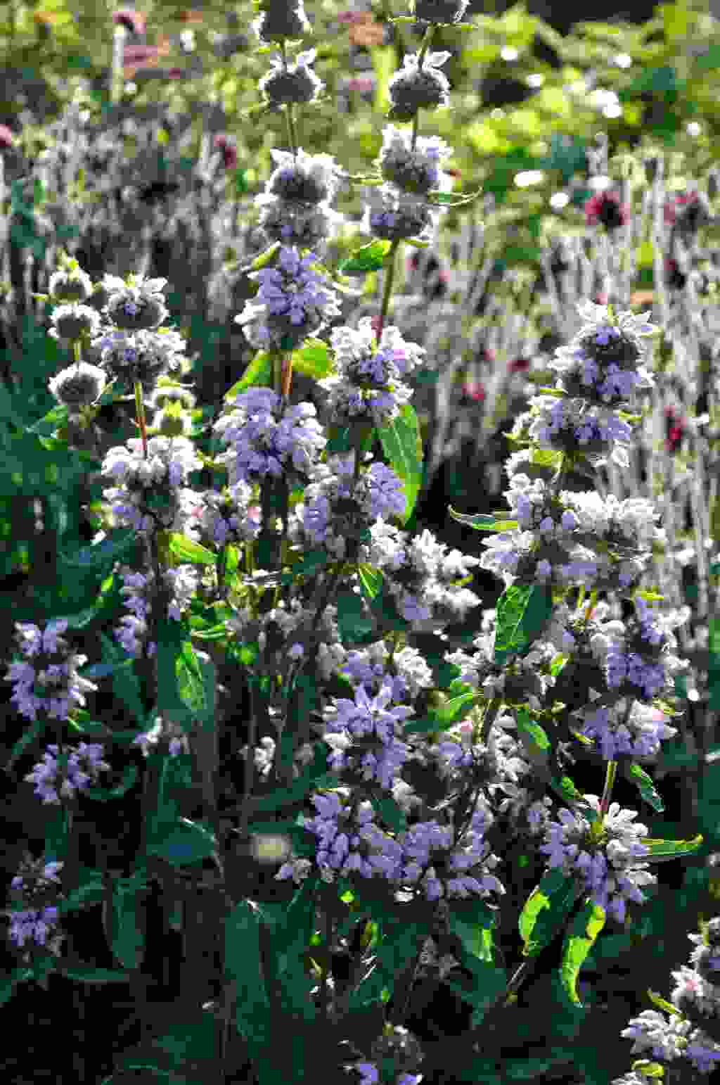 Phlomis maxcimowicii