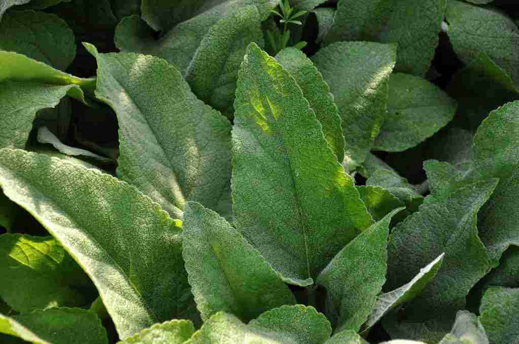Phlomis russeliana