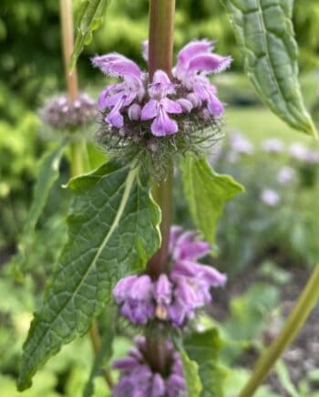 Phlomis tuberosa Bronze Flamingo met zachtroze bloemen op hoge stelen