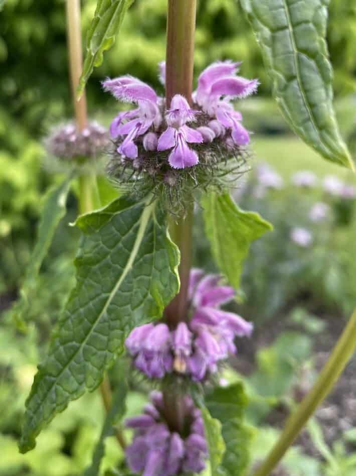Phlomis tuberosa Bronze Flamingo met zachtroze bloemen op hoge stelen