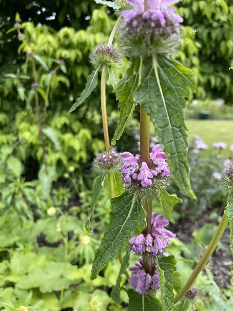 Phlomis tuberosa Bronze Flamingo met rijk bloeiende roze bloemkransen in border